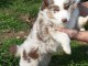 je donne chiot berger australien disponible 