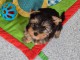 magnifique chiot Yorkshire terrier &agrave; adopter 