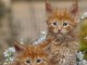 je donne chaton Maine coon femelle et m&acirc;le 