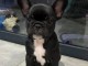 chiot bouledogue fran&ccedil;ais &agrave; donner 