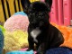annonce chiot bouledogue fran&ccedil;ais disponible 