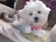 chiot bichon maltais &agrave; donner 