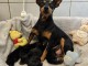 annonce chiot pinscher nain disponible 