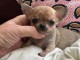 chiot chihuahua femelle a donner 