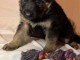 chiot berger australien disponible pour adoption 