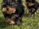 b&eacute;b&eacute; chiot Yorkshire terrier 