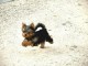 je donne chiot Yorkshire terrier femelle 