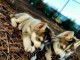 je donne chiot husky sib&eacute;rien adorable 