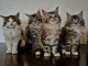 chaton maine coon disponible 