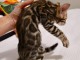 Bengal chaton disponible pour adoption 