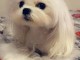 je donne chiot bichon maltais 