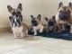 adoption chiot bouledogue fran&ccedil;ais 