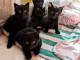 chaton noir et blanc disponible 