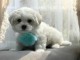 chiot bichon maltais adorable &agrave; placer 