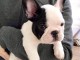 chiot bouledogue fran&ccedil;ais &agrave; donner 