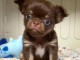 chiot chihuahua femelle a donner 