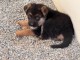 chiot berger allemand pour adoption urgent 