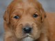 chiot golden retriever m&acirc;le 