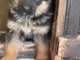 chiot berger allemand disponible pour adoption 