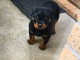Magnifique chiot rottweiler disponible 