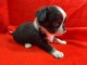 magnifique chiot chihuahua femelle 