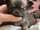 chiot chihuahua femelle a donner 