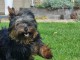 chiot Yorkshire terrier &agrave; adopter 