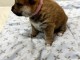 je donne chiot Shiba inu disponible 