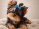 chiot Yorkshire terrier femelle 