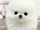 A donner chiots Spitz nains blanc pomeranien TR&Egrave;S URGENT !!! MERC