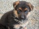 magnifique chiot berger allemand disponible 
