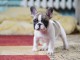 chiot bouledogue fran&ccedil;ais &agrave; donner 