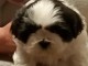 chiot Shih Tzu a donner 