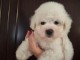Bichon Fris&eacute; Beaux Chiots