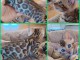 b&eacute;b&eacute; chaton Bengal disponible 