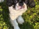 chiot cavalier king charle disponible 