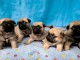 adoption chiot carlin disponible 