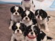chiot cavalier king charle femelle et m&acirc;le a donner 