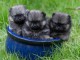 Chiot spitz allemand disponible pour adoption 