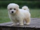 Adorable chiot coton de Tul&eacute;ar 