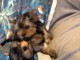 Chiot Yorkshire terrier 