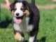 chiot berger australien disponible 