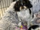 je donne chiot cavalier king charle disponible 