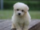 b&eacute;b&eacute; chiot coton de Tul&eacute;ar adorable 