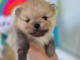 je donne chiot Spitz allemand race pure 