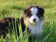 magnifique chiot berger australien &agrave; r&eacute;server 