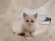 b&eacute;b&eacute; chaton ragdoll femelle a donner 