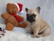 chiot bouledogue fran&ccedil;ais &agrave; donner 