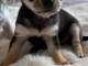 chiot chihuahua disponible pour adoption 