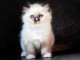 chaton ragdoll femelle a donner 